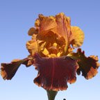 Rush Creek - fragrant tall bearded Iris