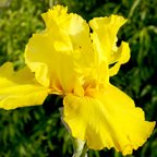 Rush Hour - fragrant tall bearded Iris