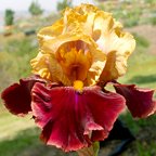 Rustic Royalty - tall bearded Iris