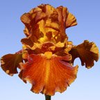 Rustler - fragrant reblooming tall bearded Iris