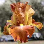 Rusty Magnificence - tall bearded Iris