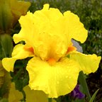 Saffron Flame - tall bearded Iris