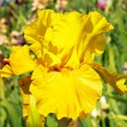 Saharan Sun - reblooming tall bearded Iris