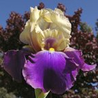 Sail Master - tall bearded Iris