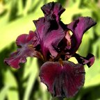 Salsa Rio - tall bearded Iris