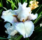 Salt and Pepper - tall bearded Iris