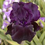 Sambuca - fragrant tall bearded Iris