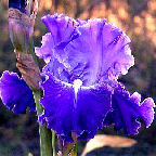 Same Dream Twice - reblooming Border bearded Iris