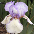 San Francisco - tall bearded Iris