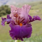 San Miguel - tall bearded Iris