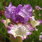 Sangone - fragrant Intermediate bearded Iris