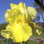 Sarah's Laughter - reblooming tall bearded Iris