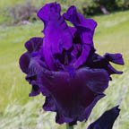 Satin Satan - fragrant tall bearded Iris