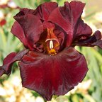 Saturday Night Live - fragrant tall bearded Iris