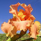 Savannah Sunset - reblooming tall bearded Iris
