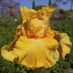 Savannah - fragrant tall bearded Iris