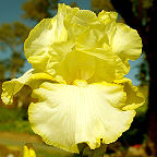Saxon - reblooming tall bearded Iris
