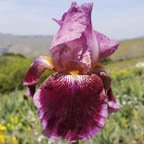 Scarlet Embers - tall bearded Iris