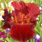 Scarlet O'Harlett - tall bearded Iris