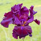 Schortman's Garnet Ruffles - tall bearded Iris