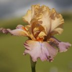 Schubertiad - fragrant tall bearded Iris