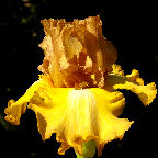 Scotch Blend - tall bearded Iris