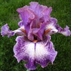 Screen Play - tall bearded Iris