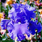 Sea Power - fragrant tall bearded Iris