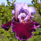 Second Fiddle - reblooming tall bearded Iris