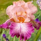 Secret Melody - tall bearded Iris