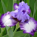 Secret World - tall bearded Iris