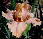 Sedona Sunset - reblooming tall bearded Iris