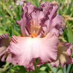 Seize the Sizzle - tall bearded Iris