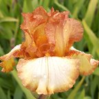 Seminole Secret - tall bearded Iris