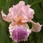 Serengeti Spaghetti - fragrant tall bearded Iris