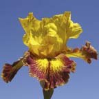 Shakedown - tall bearded Iris