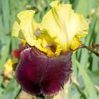 Shaman - tall bearded Iris