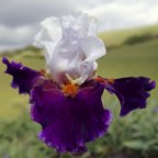 Sharpshooter - tall bearded Iris