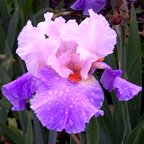 Sherryl Renee - fragrant tall bearded Iris