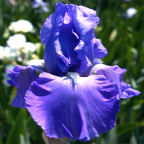 Shipshape - tall bearded Iris