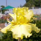 Shoot the Moon - fragrant reblooming tall bearded Iris