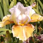 Shurton Inn - tall bearded Iris