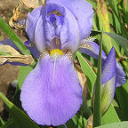 Sierra Blue - fragrant tall bearded Iris