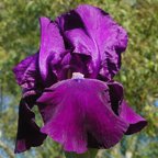 Sign of Leo - reblooming tall bearded Iris