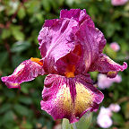 Signet Ring - fragrant Intermediate bearded Iris