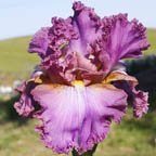 Silent Force - fragrant reblooming tall bearded Iris
