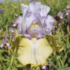 Silicon Prairie - fragrant tall bearded Iris