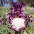 Silk Brocade - fragrant tall bearded Iris