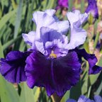 Silken Shadows - fragrant tall bearded Iris