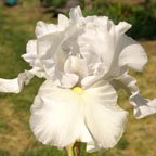 Silver Dividends - reblooming tall bearded Iris